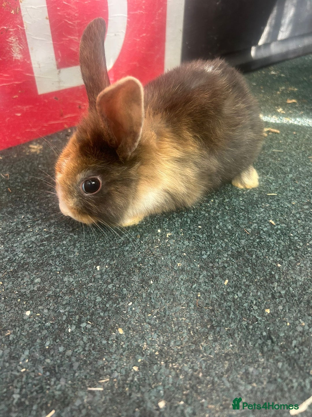 Mixed Breed rabbits for sale: 5 Lionhead and Dutch babies - Image 5