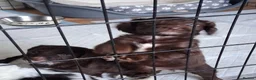Cockapoo dogs for sale: Cockapoo pups - Advert 25