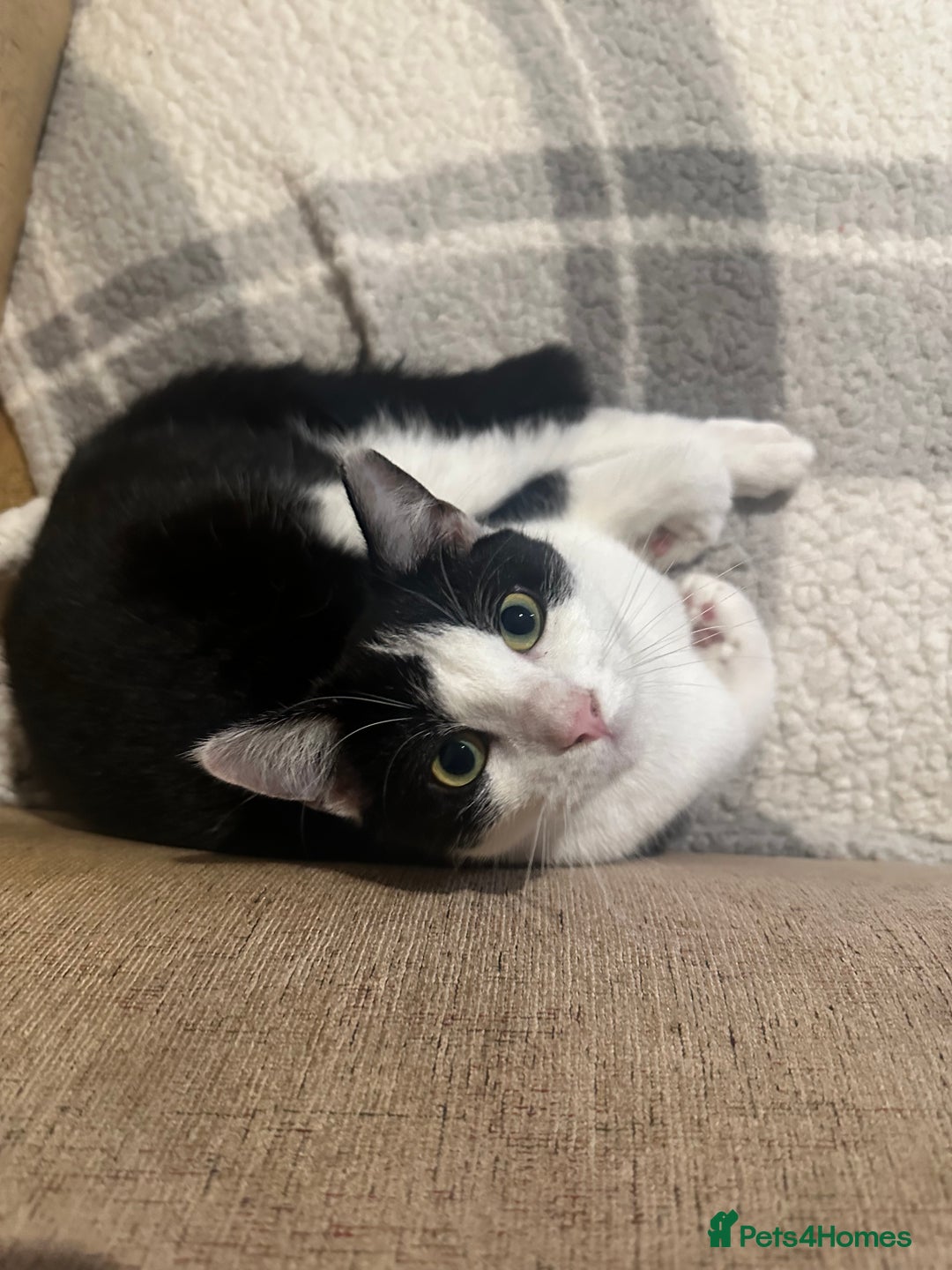 British Shorthair cats for sale: Miso for sale   🐱 - Advert 5