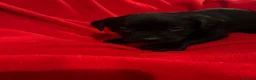 Labrador Retriever dogs for sale: Stunning black Labrador puppies  in Steyning - Advert 4
