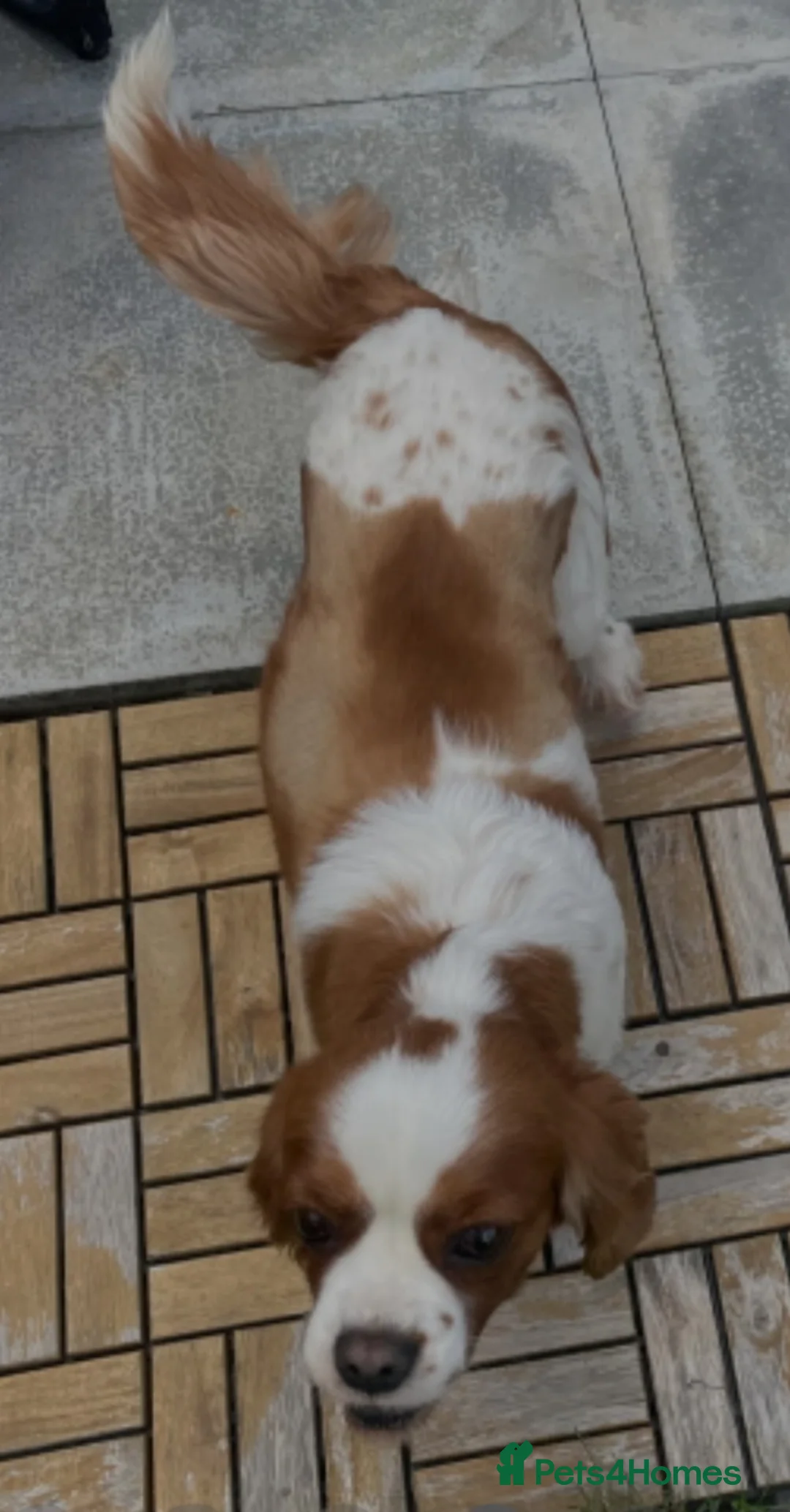 Cavachon dogs for sale: Female cavachon for sale  - Advert 2