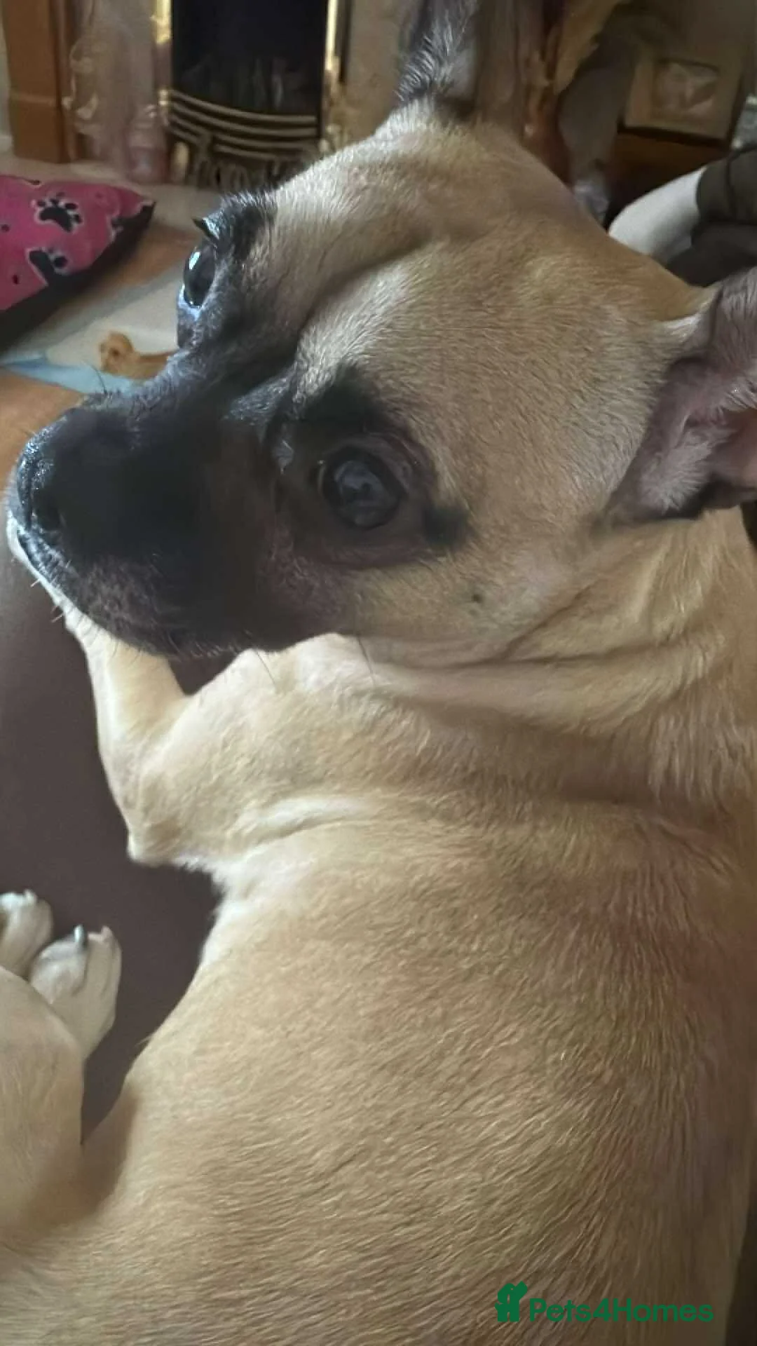 Mixed Breed dogs for sale: Meet cookie - Advert 2