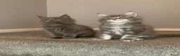Maine Coon cats for sale: AMAZING TICA REGISTERED KITTENS - Advert 6