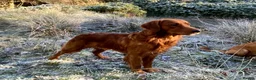 Golden Retriever dogs for stud: STUNNING RED STUD DOG, FULLY HEALTH TESTED in Bristol - Advert 12