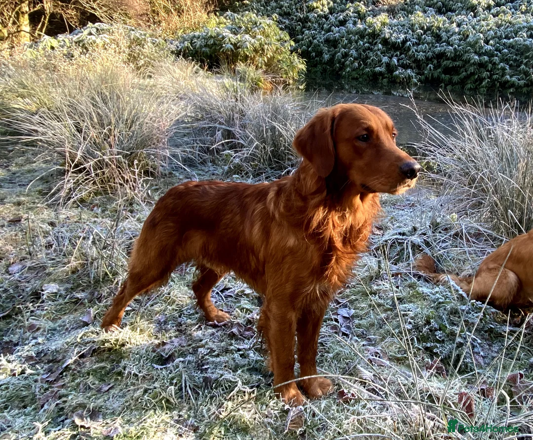 Golden Retriever dogs for stud: STUNNING RED STUD DOG, FULLY HEALTH TESTED in Bristol - Advert 12