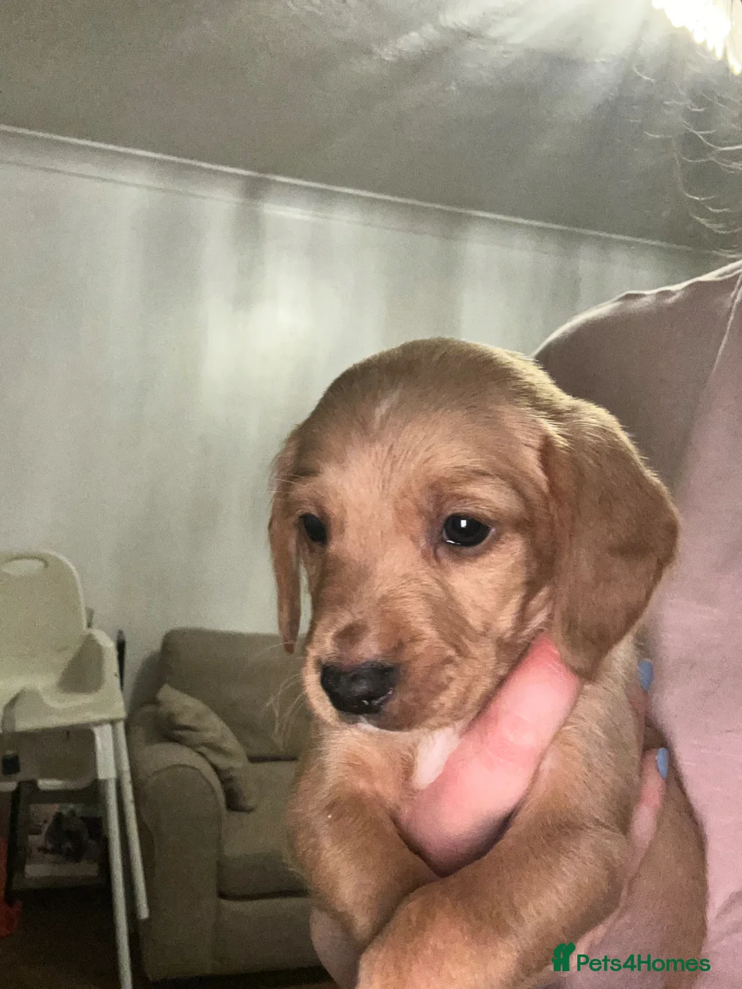 Cockerdor dogs for sale: 8 Beautiful Cockerdor puppies  - Advert 36