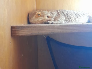 Bearded Dragon reptiles - Advert 35