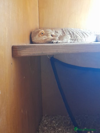 Bearded Dragon reptiles - Advert 9