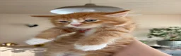 Mixed Breed cats for sale: Beautiful kittens for sale !! in Girvan - Advert 25