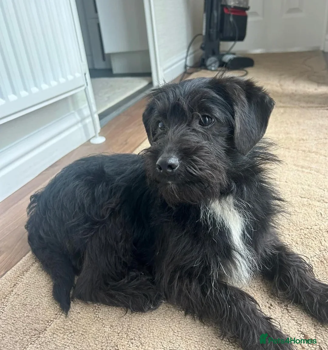 Jackapoo dogs for sale: Tilly is a pure bred jackapoo - Advert 5