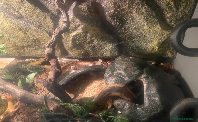 Python Snake reptiles - Advert 11