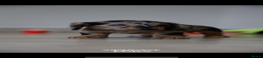 Miniature Dachshund Puppy 4