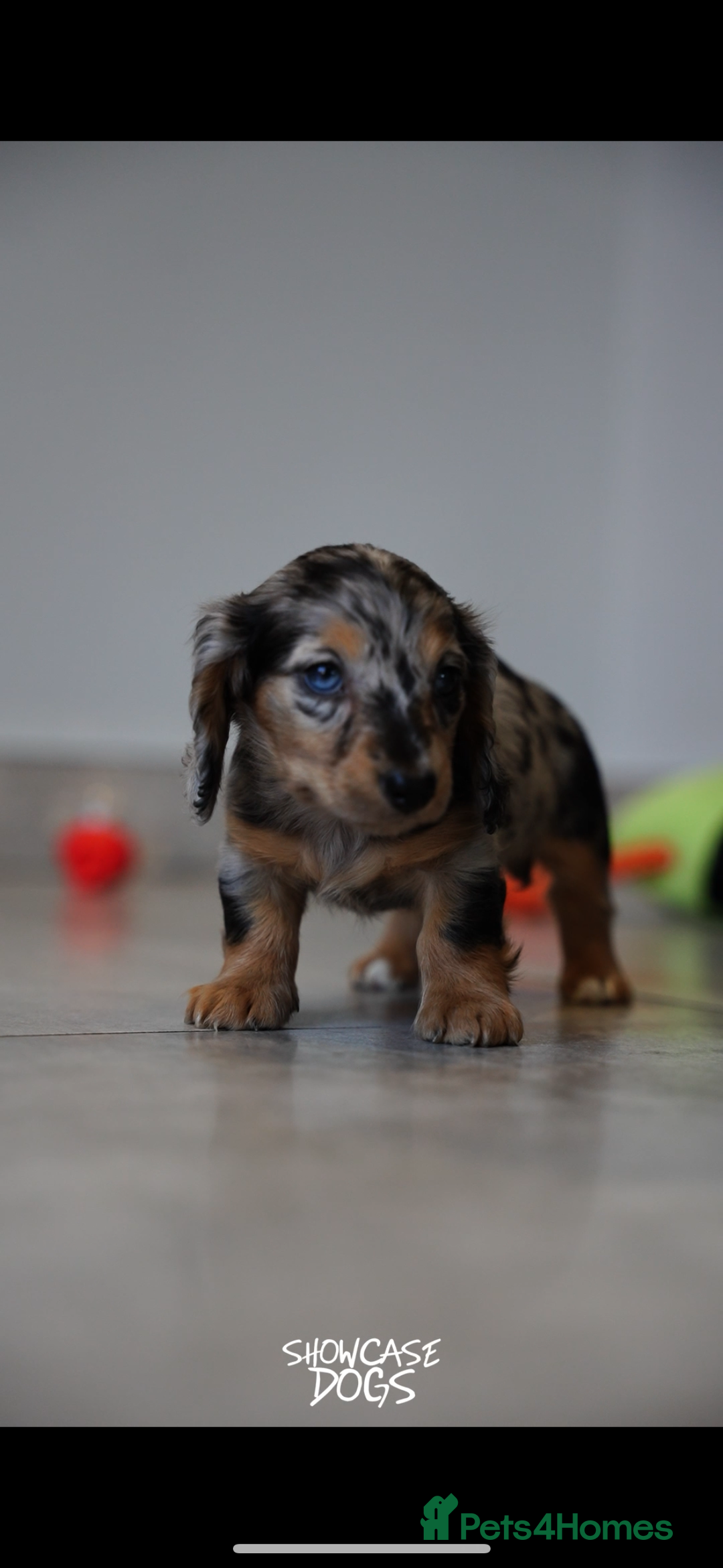 Miniature Dachshund dogs for sale: Miniature long haired dachshund  - Advert 4