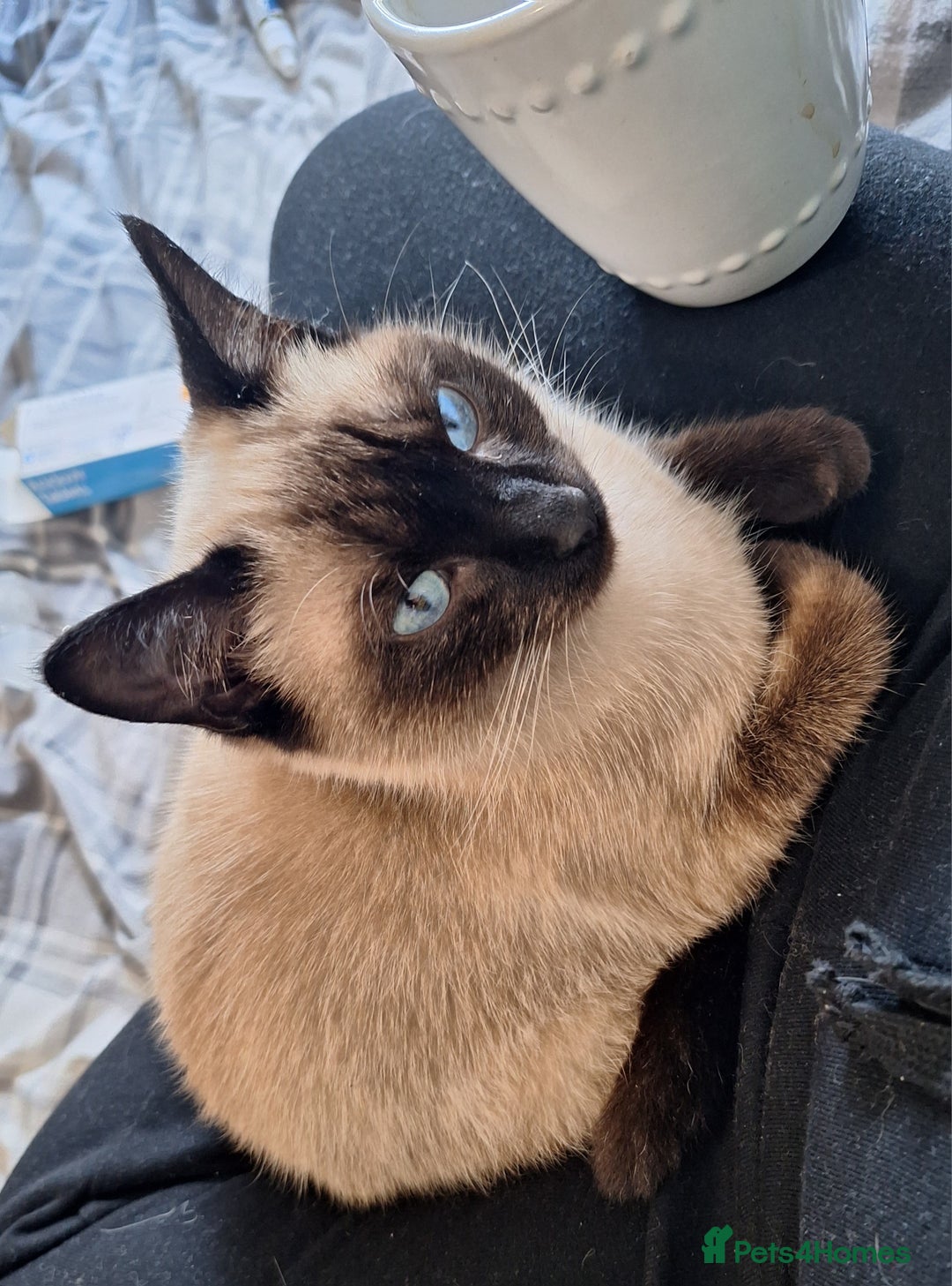 Ragamese cats for sale: 1 boy 1 girl ragamese kittens - Image 8