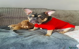 French Bulldog dogs for stud: Hugo Reginald For Stud  - Image 3