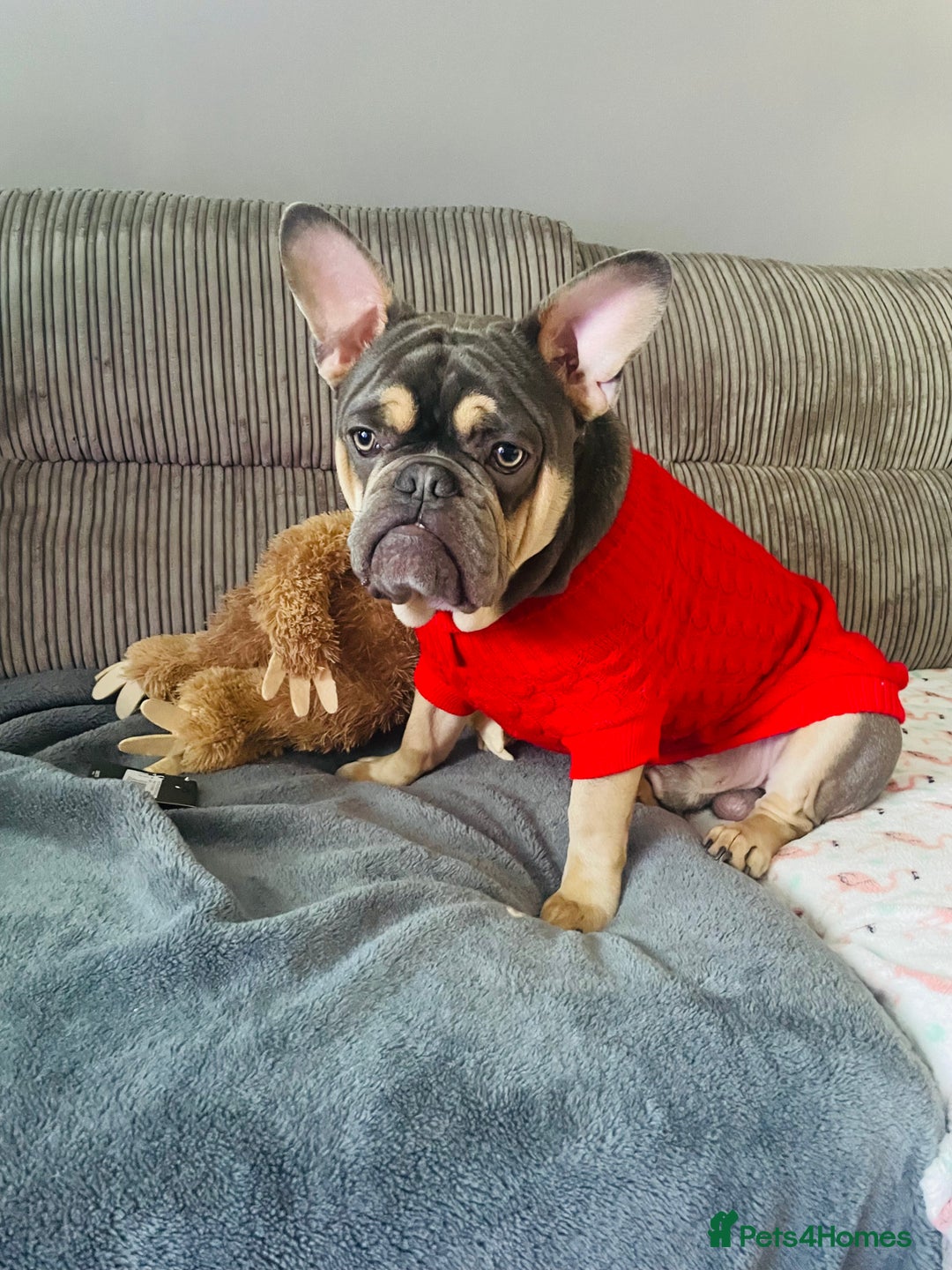 French Bulldog dogs for stud: Hugo Reginald For Stud  - Image 3