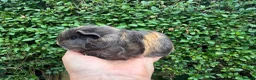 Guinea Pig rodents for sale: Beautiful pure bred Swiss guinea pigs in Widnes - Advert 7