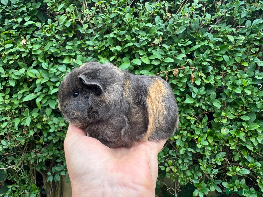 Guinea Pig rodents for sale: Beautiful pure bred Swiss guinea pigs in Widnes - Advert 7