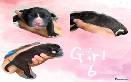 Staffordshire Bull Terrier dogs for sale: Staffie Pups - Image 11