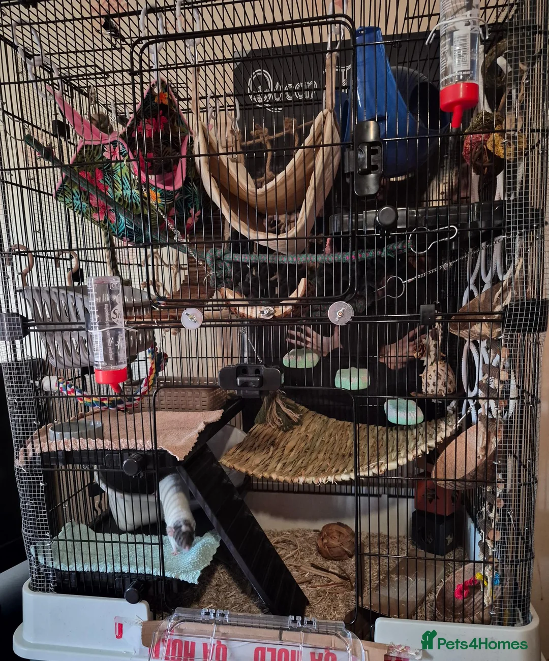Rat rodents for sale: Rehome Female Dumbo Rats in Chester - Advert 7