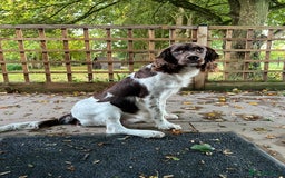 Springador dogs for sale: Springador Puppies for Sale  - Image 7