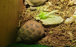 Tortoise reptiles for sale: Breeding pair of horse field tortoises with home - Image 2
