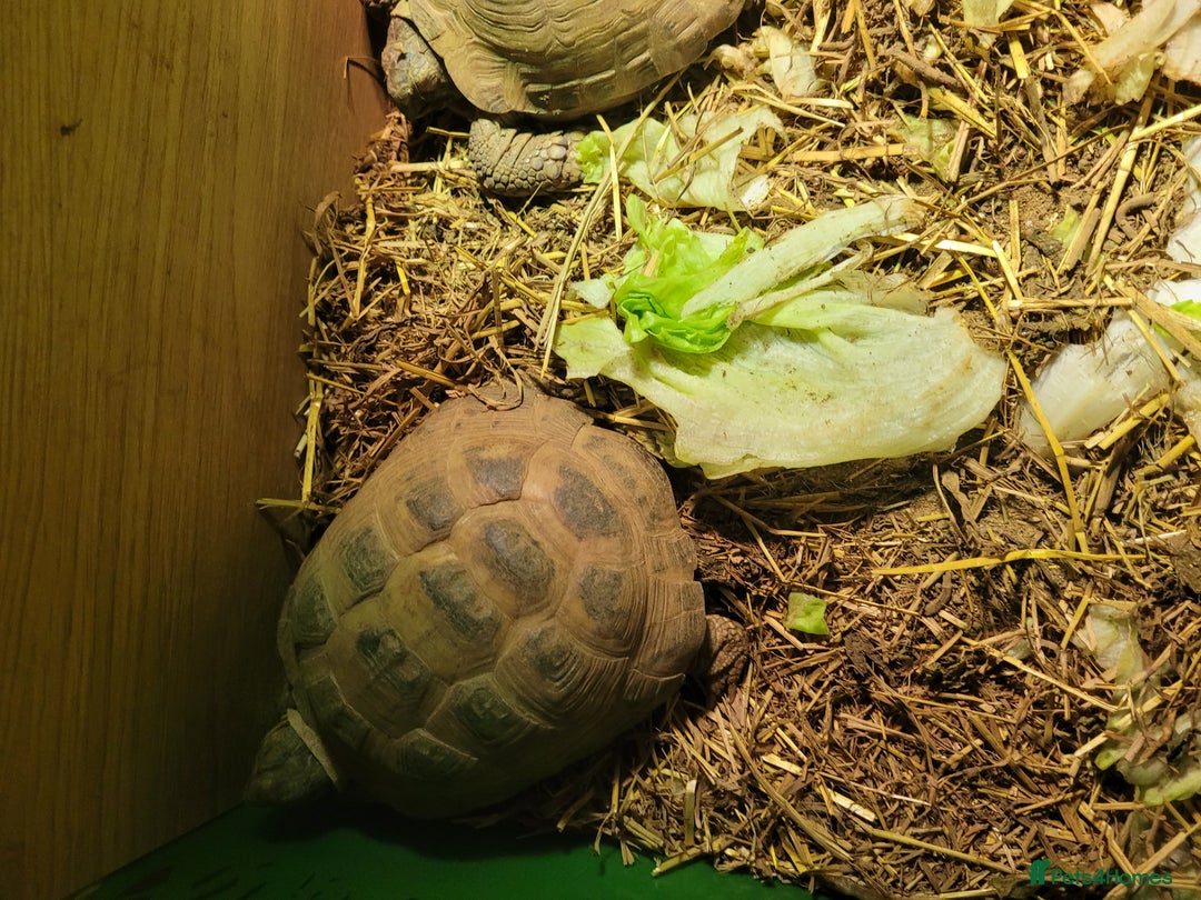 Tortoise reptiles for sale: Breeding pair of horse field tortoises with home - Image 2