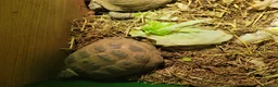 Tortoise reptiles for sale: Breeding pair of horse field tortoises with home - Advert 2