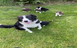 Border Collie dogs for sale: *BORDER COLLIE PUPPIES*⚫️⚪️🟤 - Image 21