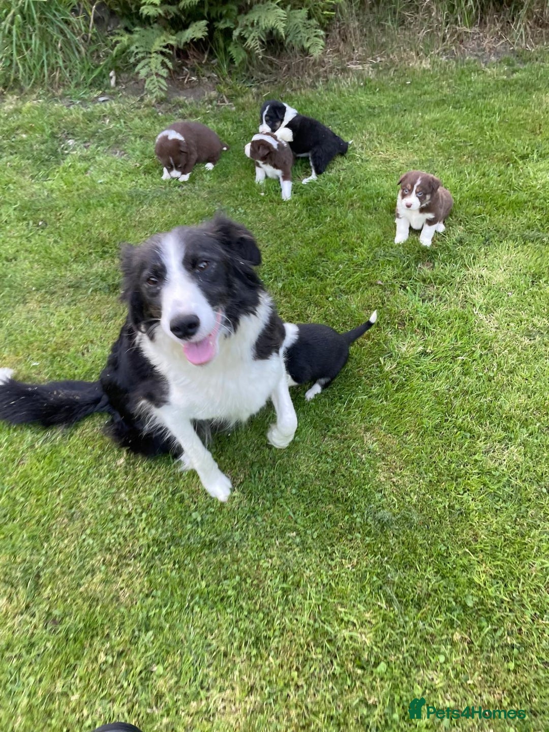 Border Collie dogs for sale: *BORDER COLLIE PUPPIES*⚫️⚪️🟤 - Image 21