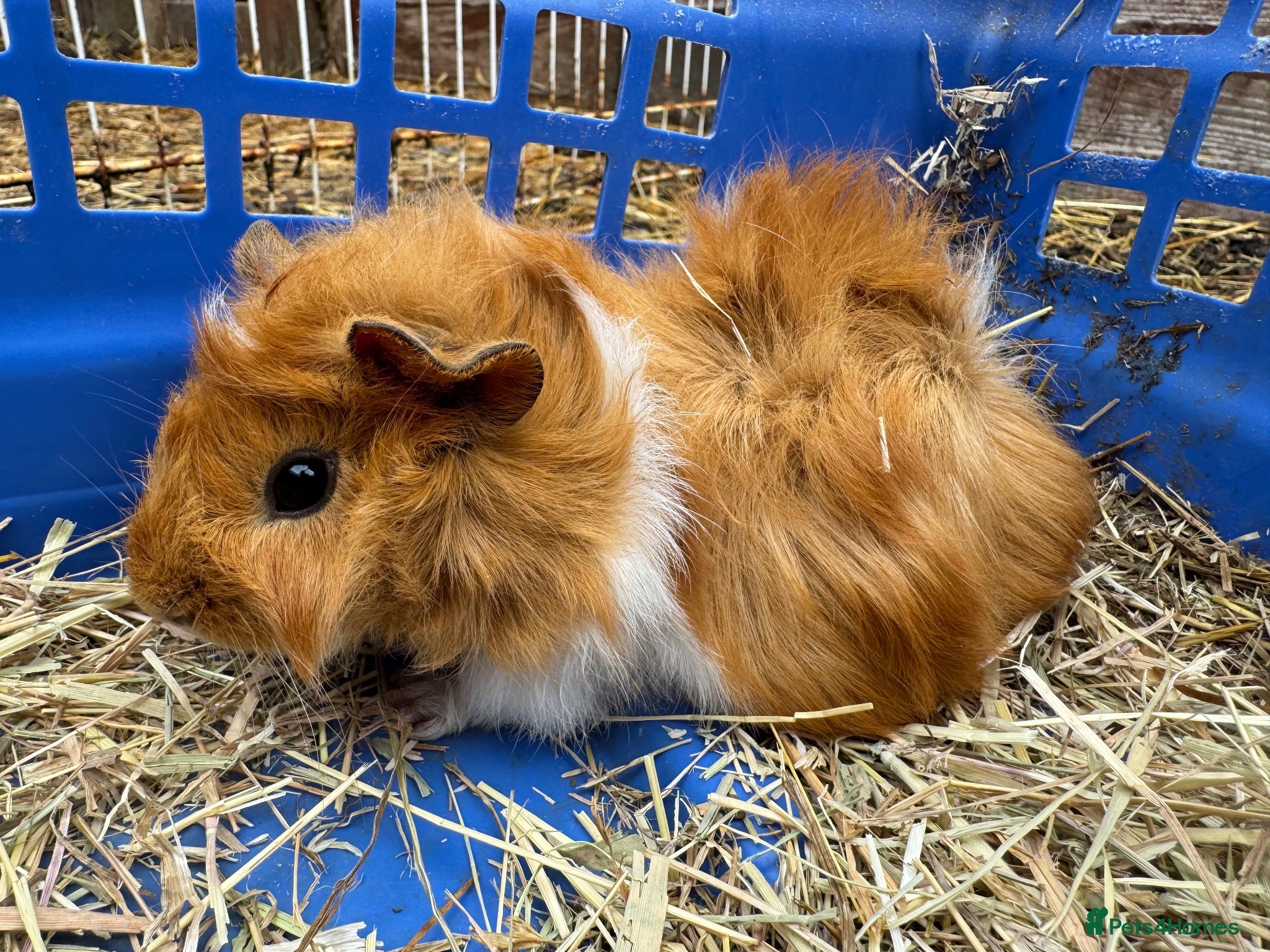 Guinea Pig rodents Guinea pigs for sale - Advert 16