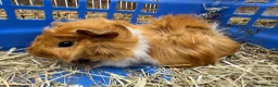 Guinea Pig rodents for sale: Guinea pigs for sale - Advert 1