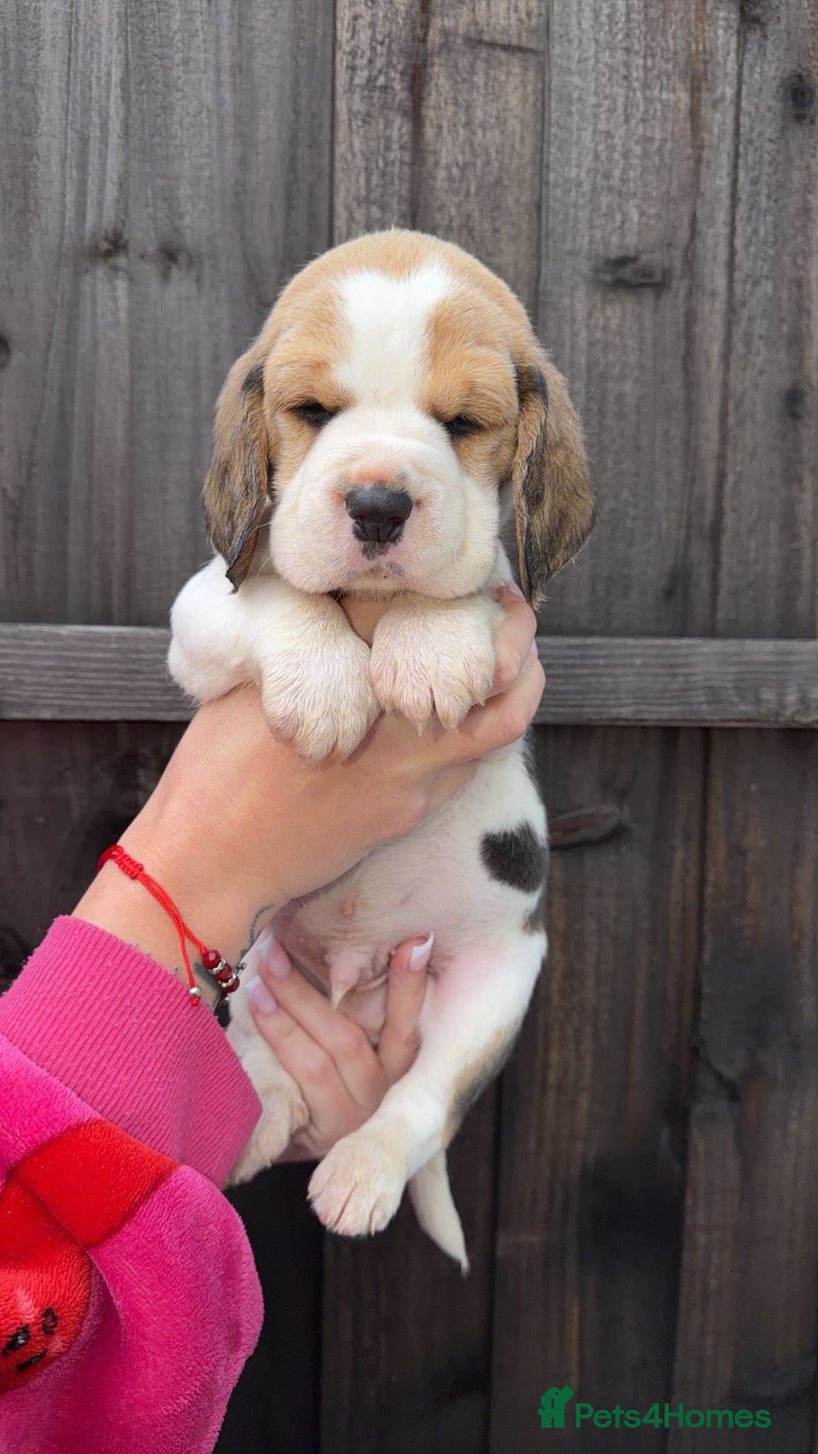 Beagle dogs KC registered Beagle puppies 🐶  - Advert 4