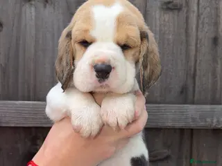 Beagle dogs KC registered Beagle puppies 🐶 - Advert 5