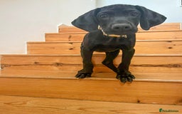 Mixed Breed dogs for adoption: Sweet Little Sprout - Image 7