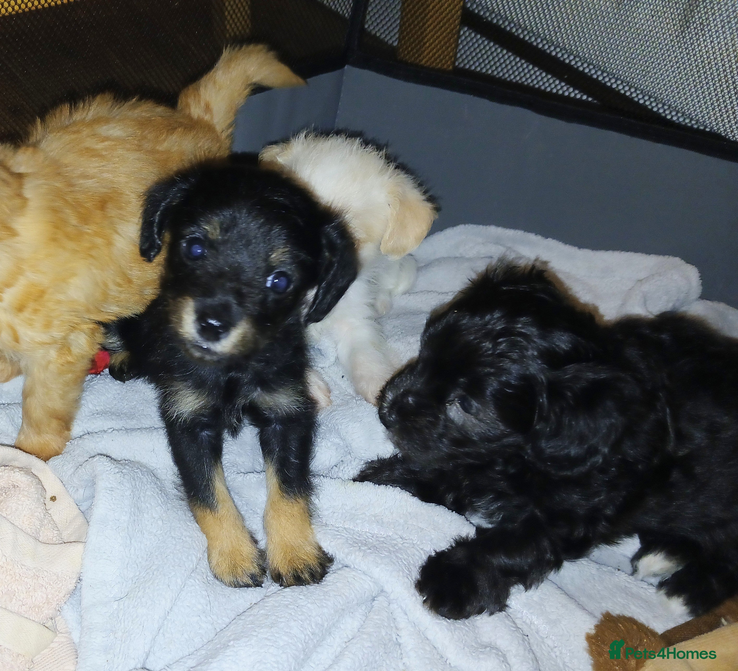 Jackapoo dogs Jack Russell Poodle Cross Puppies  - Advert 1