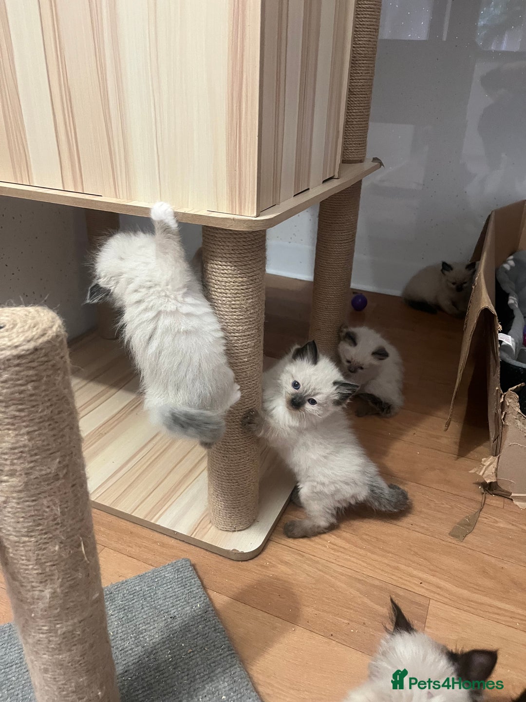 Ragdoll cats for sale: Ragdoll girls  - Image 11
