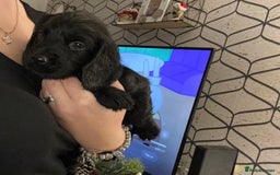 Cocker Spaniel dogs for sale: Cocker Spaniel Puppies🐕🐕 READY 30TH NOVEMBER 💙 - Advert 17