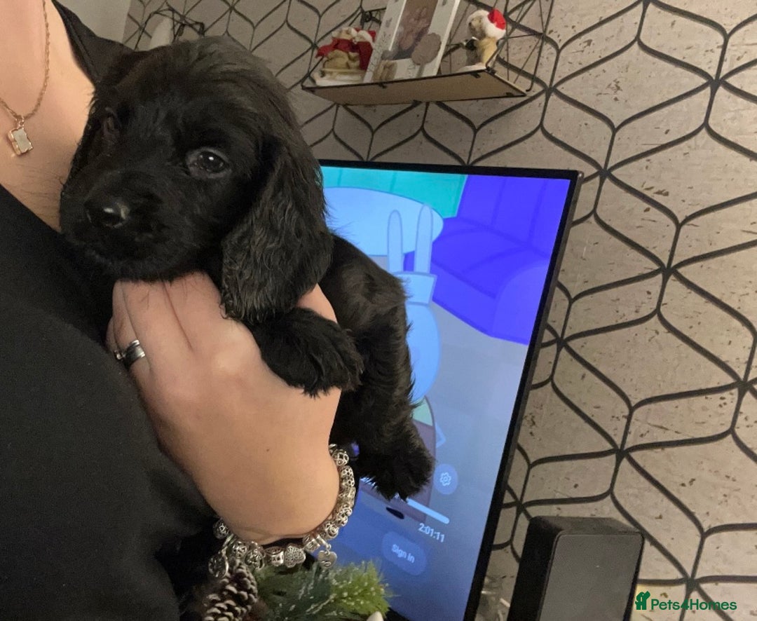 Cocker Spaniel dogs for sale: Cocker Spaniel Puppies🐕🐕 READY 30TH NOVEMBER 💙 - Advert 17