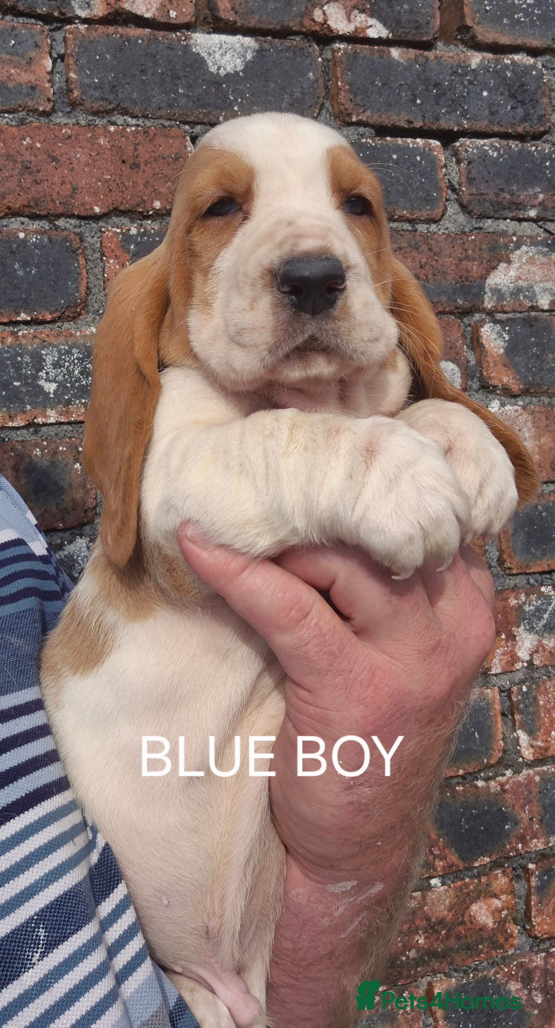 Basset Hound dogs for sale: KC BASSET HOUND PUPPIES, HEALTH TESTED PARENTS  - Image 3