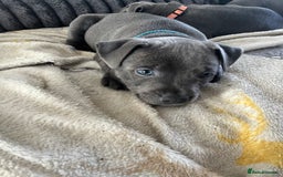 Staffordshire Bull Terrier dogs for sale: Stunning Blue Staffordshire Bull Puppies for sale - Image 26
