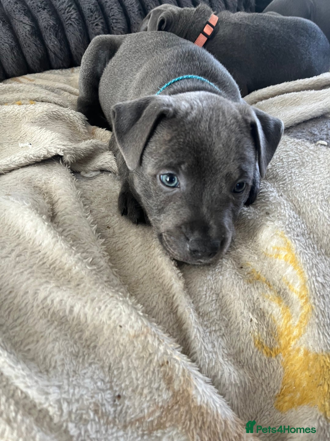 Staffordshire Bull Terrier dogs for sale: Stunning Blue Staffordshire Bull Puppies for sale - Image 26