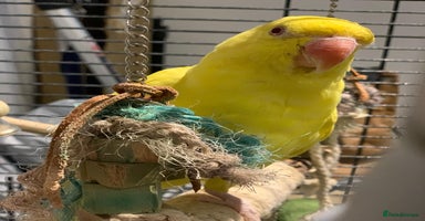 Ringnecks birds - Advert 4