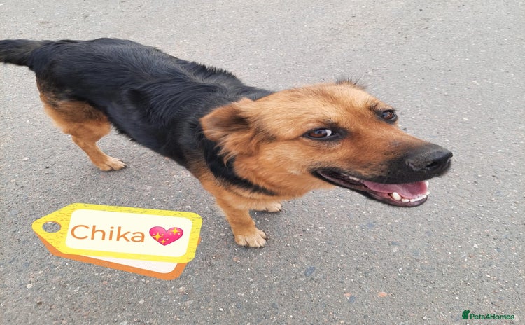 Mixed Breed dogs - Advert 2