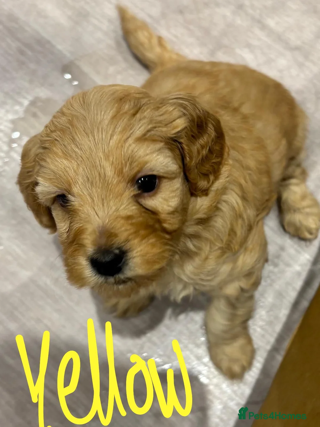 Mixed Breed dogs for sale: Miniature Double Doodles - Advert 16