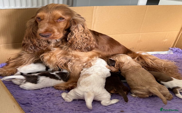 Cocker Spaniel dogs - Advert 1