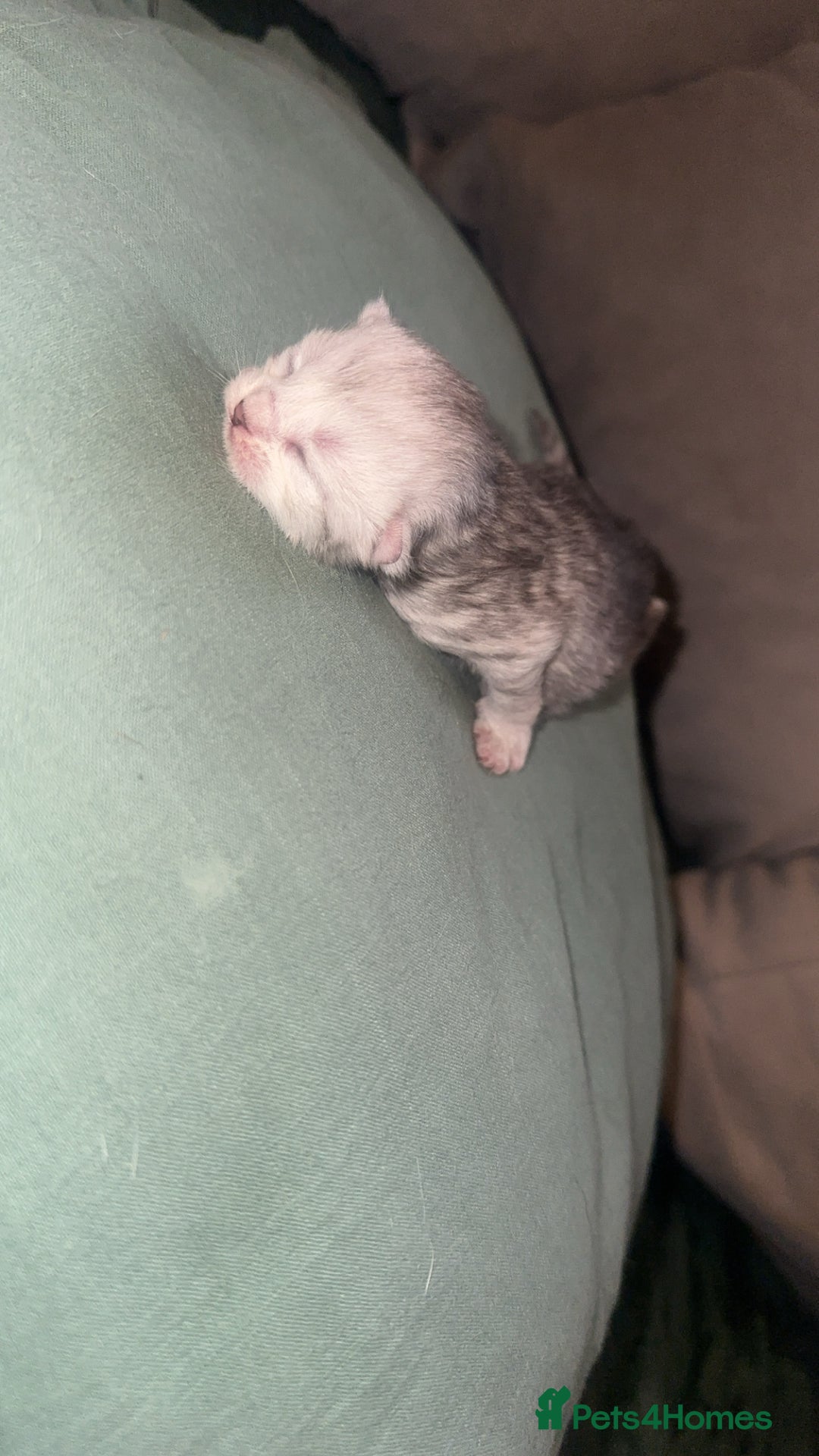 Maine Coon cats for sale: Maine coon x British short haired - Image 3