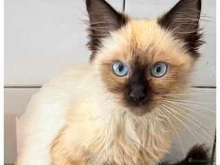Ragdoll cats in West Malling - Advert 21
