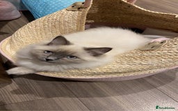Ragdoll cats for sale: 3 Year Old Beautiful Female Ragdoll  - Image 18