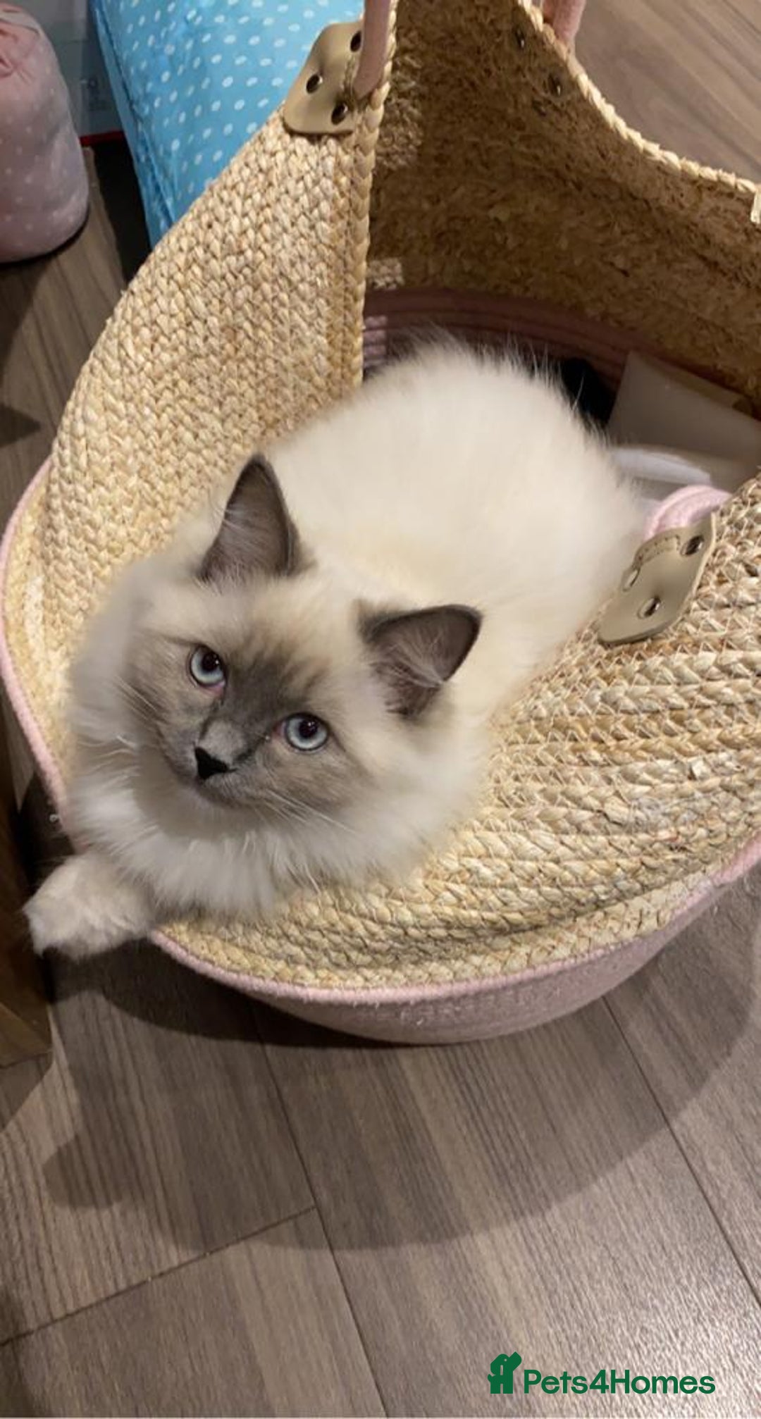 Ragdoll cats for sale: 3 Year Old Beautiful Female Ragdoll  - Image 18